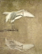 Preening Egret Image