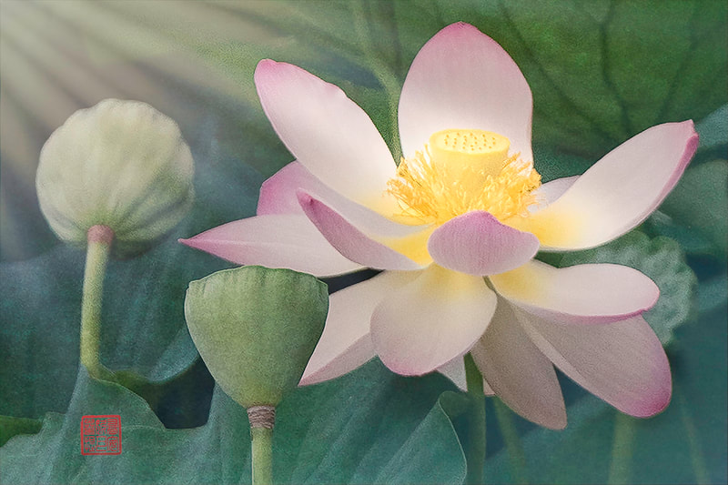 Portrait of a pink-tipped Lotus Flower, shows the bud and seed pod.