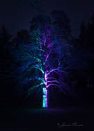 Picture: Split Color Illumination on Tree