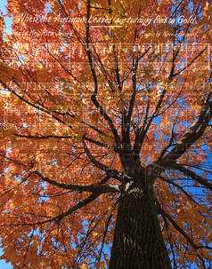 Picture: Upward perspective of tree with colorful autumn leaves, with sheet music imposed over image