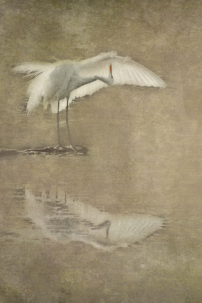 Textured-Photograph-White-Egret-Preening-Greyish-mottled-background