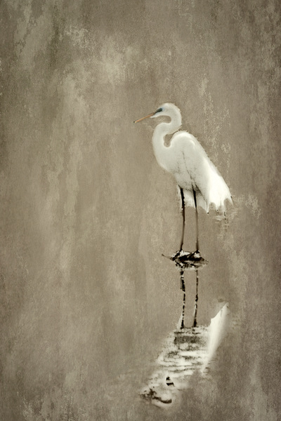 Textured-Photograph-Greater-Egret-Left-facing-grey-mottled-background