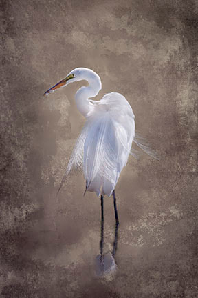 Portrait of Great White Egret. Beige textured background.