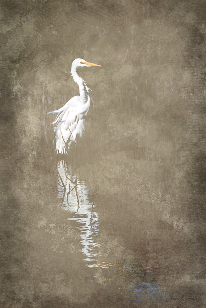 Portrait of Great White Egret with reflection in water. Beige textured background.