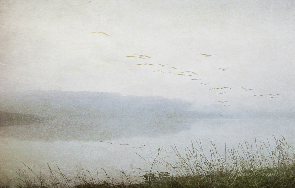 Textured-Photograph-Foggy-Water-Flying-Birds
