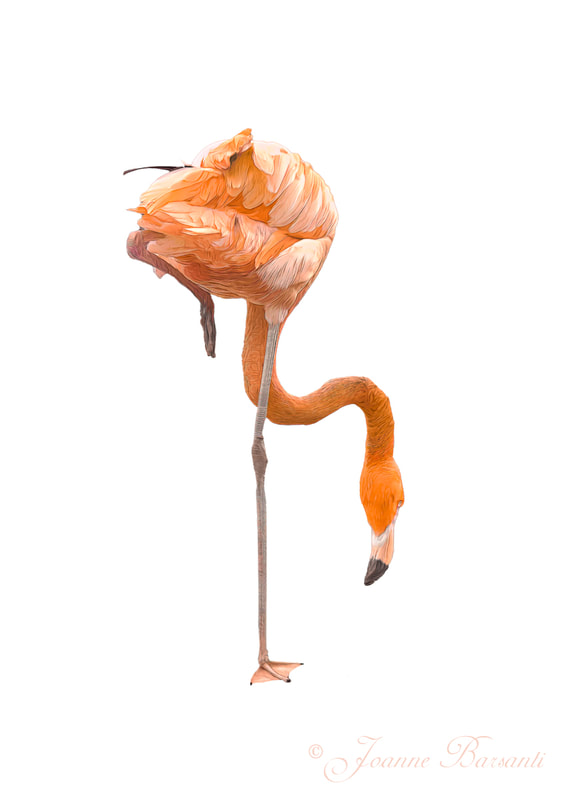 High Key image of Flamingo with head down, looking to eat