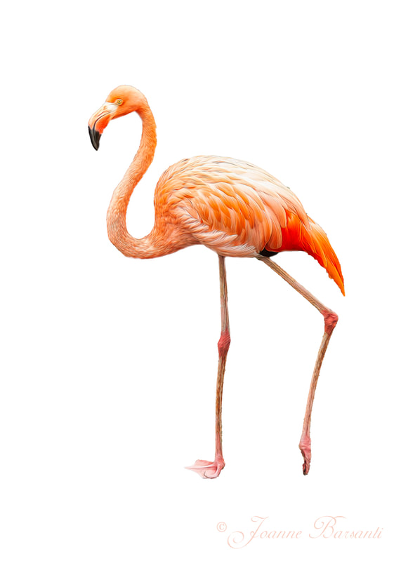 High Key image of a Flamingo, walking