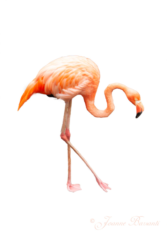 High Key Image of a Flamingo showing s-curve of neck