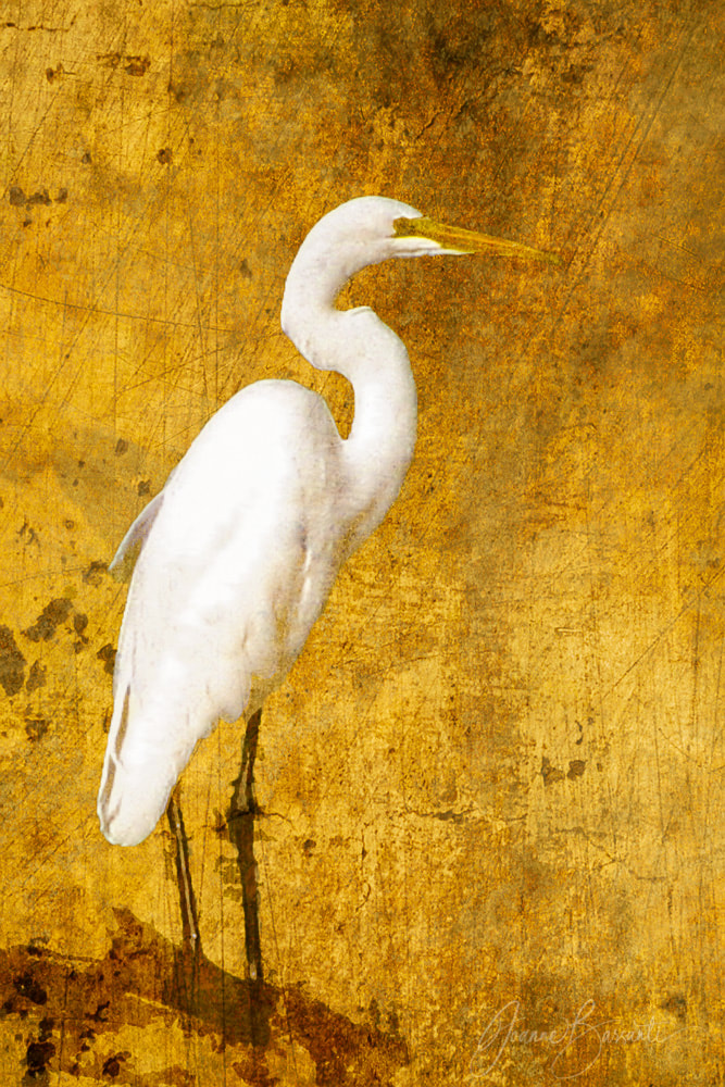 Image of a Great White Egret against a golden, textured backdrop.