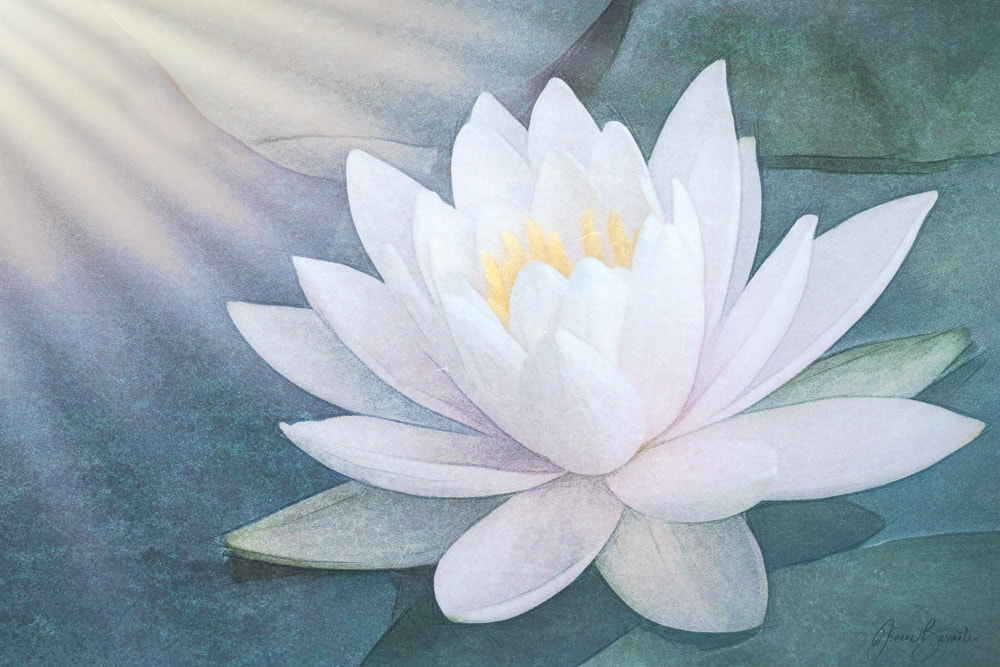 Portrait of a waterlily, slightly opened to catch the rays of the morning sun. Pastel pallette.