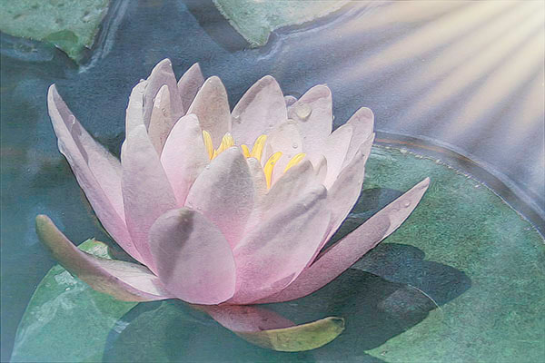 Portrait of a waterlily, slightly opened to catch the afternoon rays of the sun. Pastel pallette.