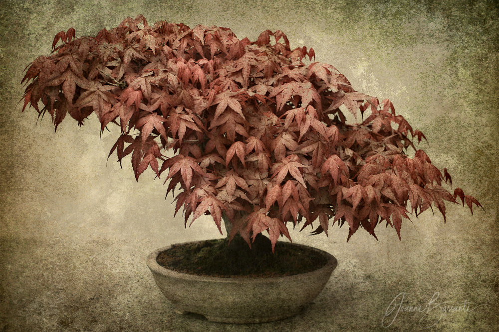 Red Maple Bonsai in fall color with textured background.