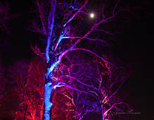 Picture: Peekaboo Moon in Tree