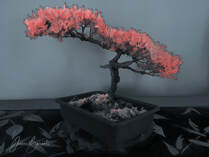 Digital image of bonsai with faux infrared treatment