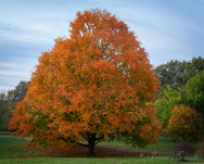 Maple Tree at Morton Arboretum