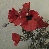 iPhone image of bouquet of red poppies