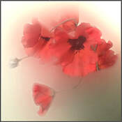 Digitally manipulated image of red poppies for Memorial Day