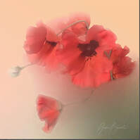 Digital image painterly style finished Red Poppies