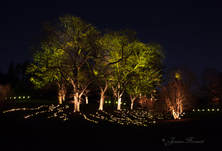 Picture: Symphony Woods Light and Music