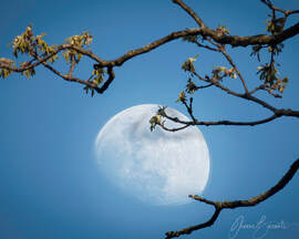 Composite photographic image of the three-quarter moon, cradling by tree branches