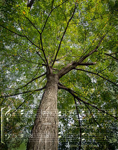 Picture: Upward perspective of green leafy tree with sheet music imposed over image