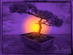 Picture of Bonsai with special effects to simulate sunset