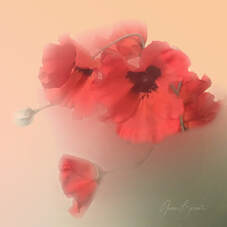 Digital stylized image of red poppies. Symbol of Remembrance for Memorial Day.
