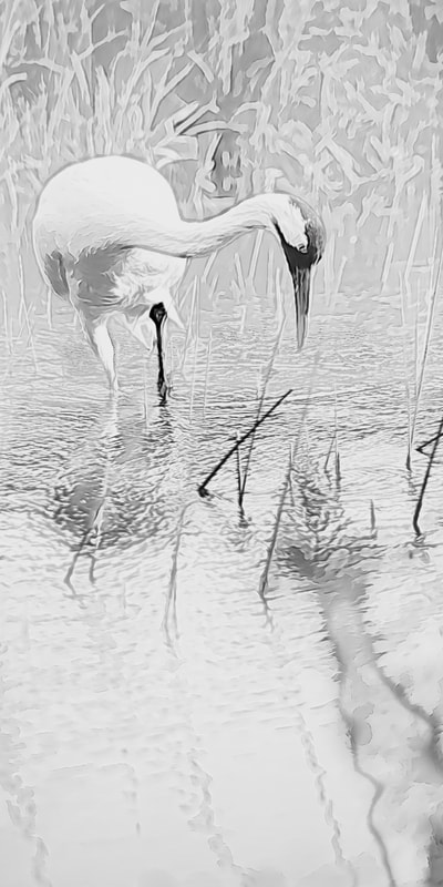 High Key image of a whooping crane with head and beak pointed down in feeding position