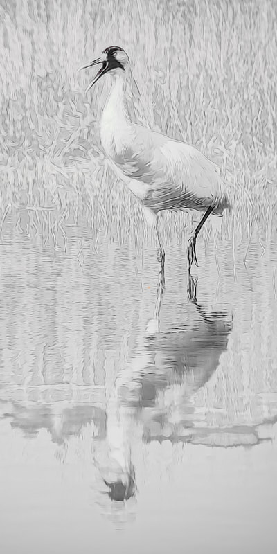 High key portrait of a Whooping Crane, calling to his mate.